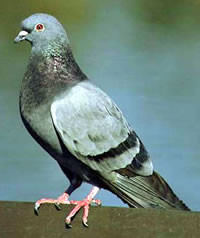 pigeon3.jpg